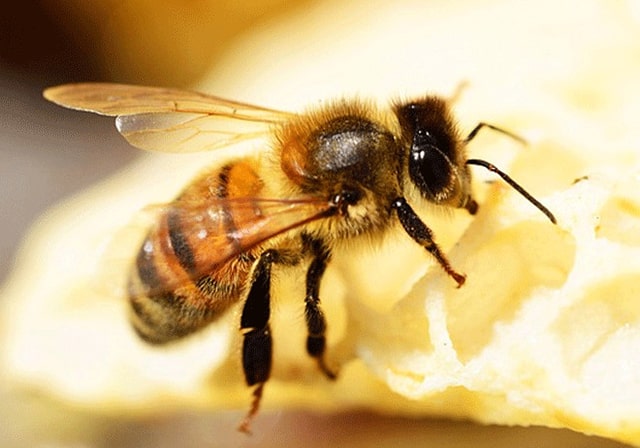 Mơ thấy ong là điềm báo không tốt