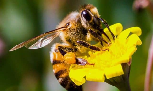 Giải mã giấc mộng liên quan đến ong