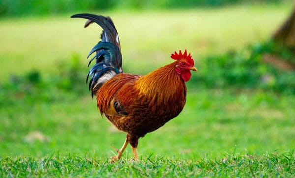 Giải mã giấc mơ: Nằm mơ thấy gà có điềm gì? Nên đánh con gì?