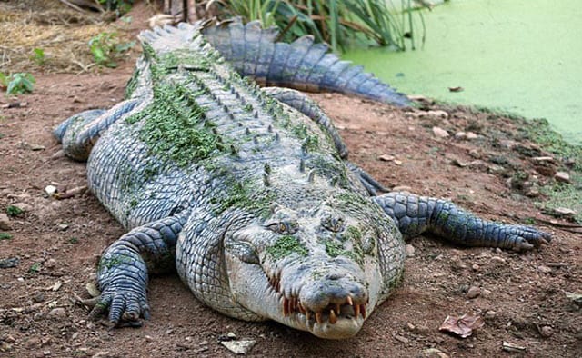 Ý nghĩa khi nằm mơ thấy cá sấu