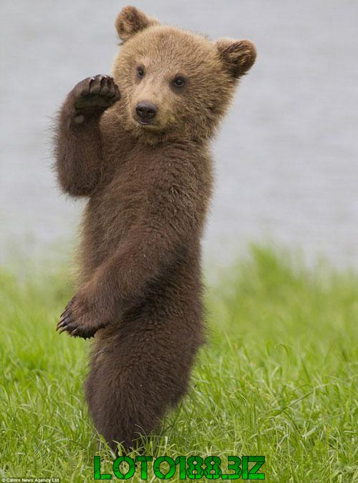 Chiêm bao gấu nhảy múa là điềm báo gì?