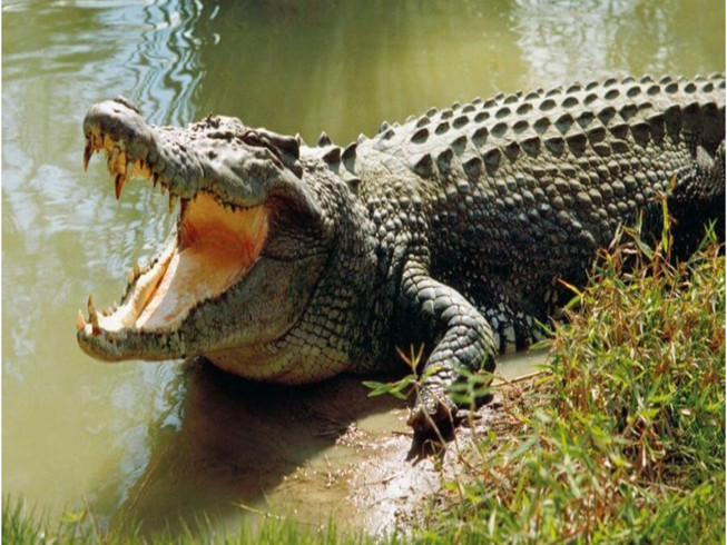 Chiêm bao cá sấu là điềm hung, mọi người nên thận trọng trong công việc