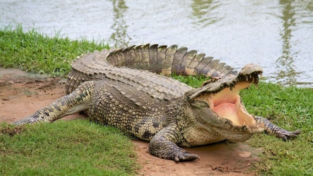 Chiêm bao cá sấu chết là một trong những giấc mơ may mắn