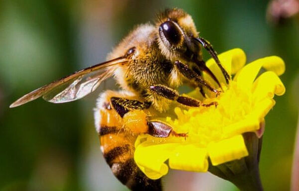 Nằm mơ thấy ong báo hiệu điềm gì? Đánh con gì trúng lớn?