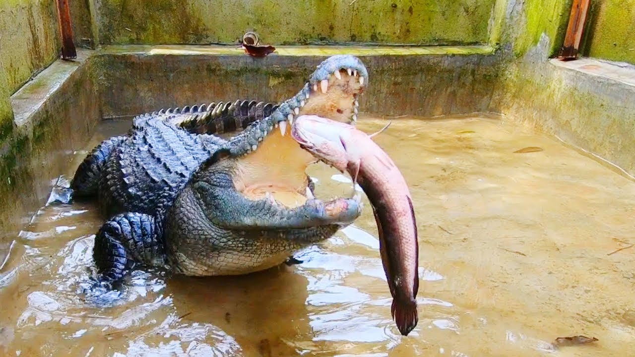 Giấc mộng cá sấu đuổi tốt hay xấu?